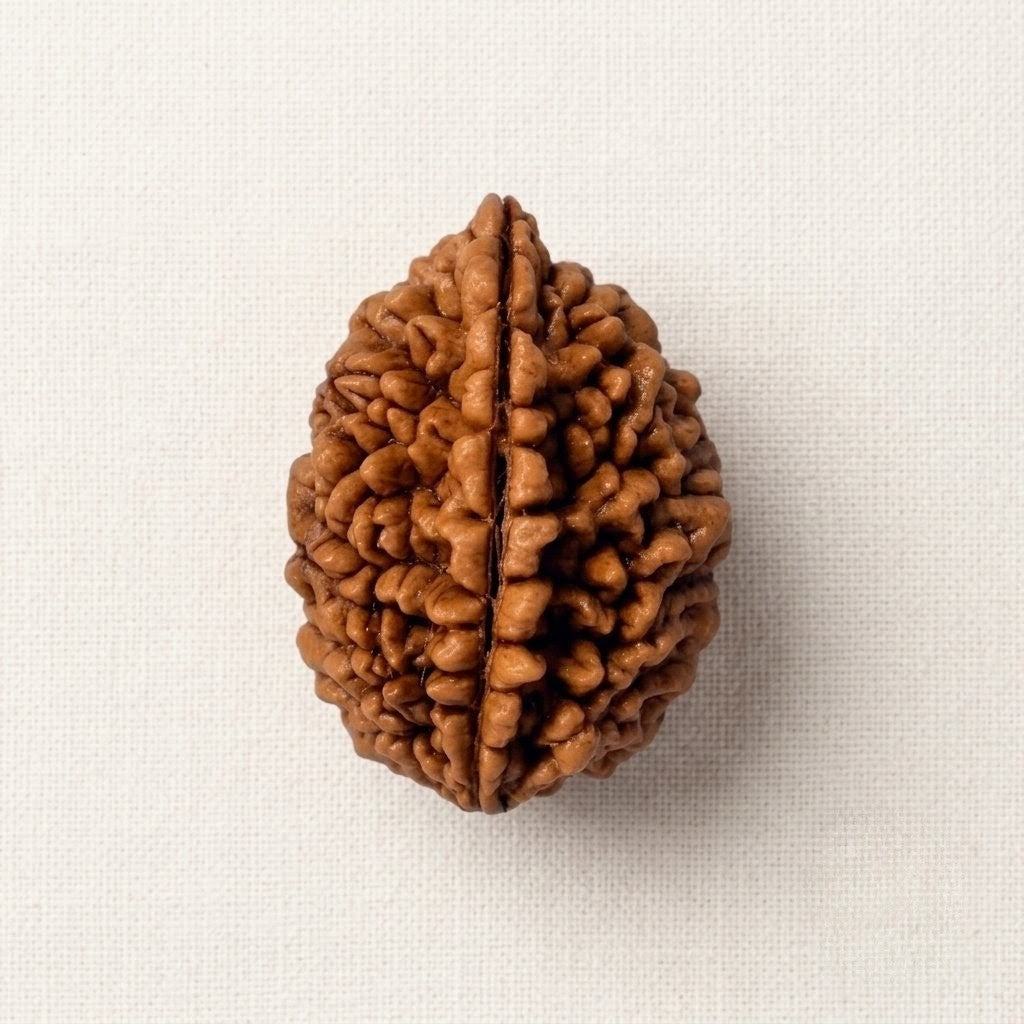 1 Mukhi Rudraksh